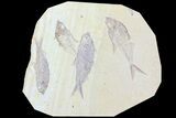 Diplomystus & Knightia Fossil Fish Association #75972-1